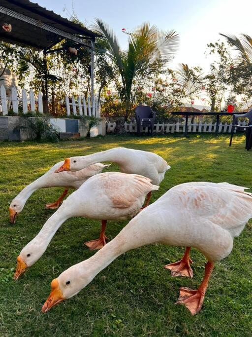 Saifarms Private Farmhouse Between Pune & Lonavala Nethersole Dam Exteriör bild